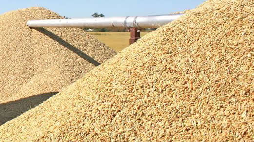 Ultrasonic On Increasing Rice Production ultrasonic on increasing rice production